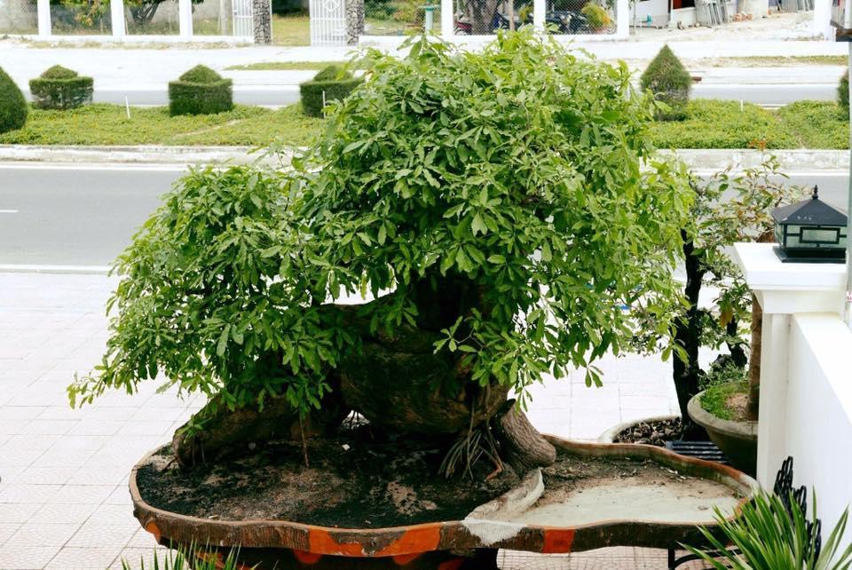 فندق ألور Thuy Trieu المظهر الخارجي الصورة